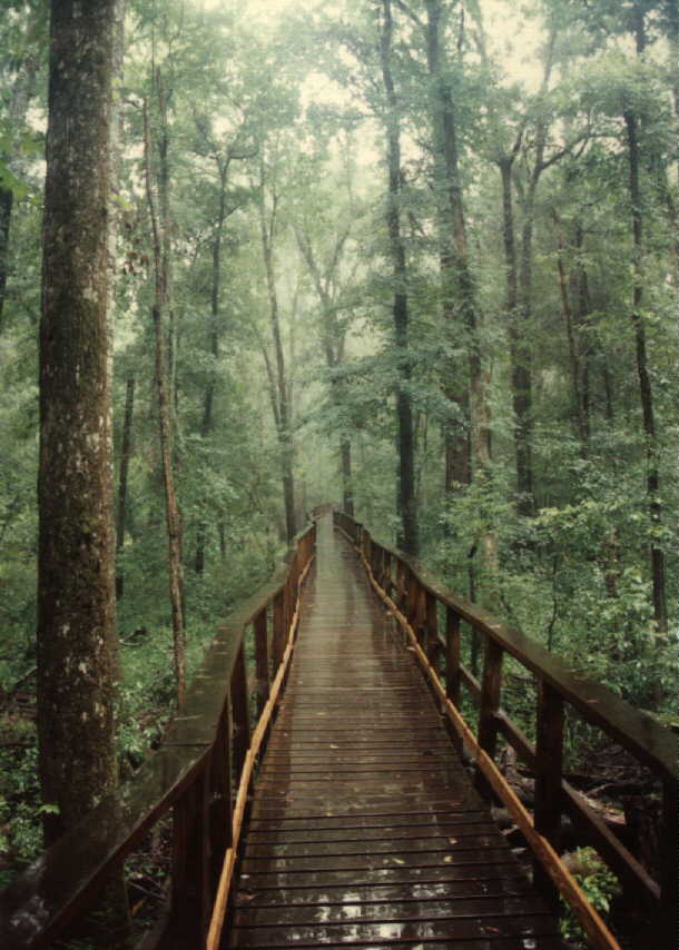 congaree.jpg (70920 bytes)