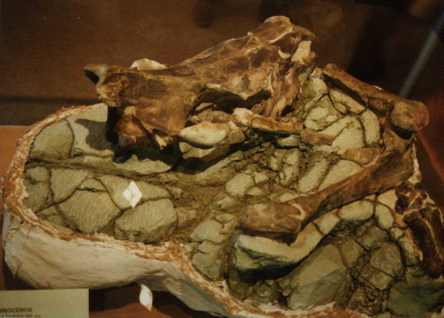 jdfossil.jpg (55701 bytes)